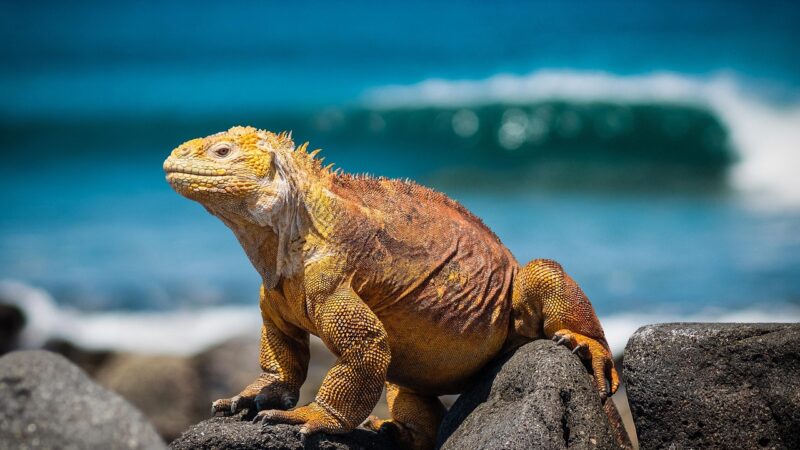 iguana-3500924_1280