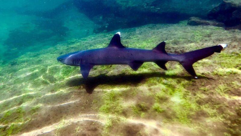 sharks