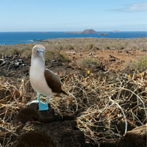 Floreana Island and Enderby