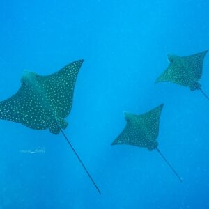 Discovery Dive - Perfect for Beginners